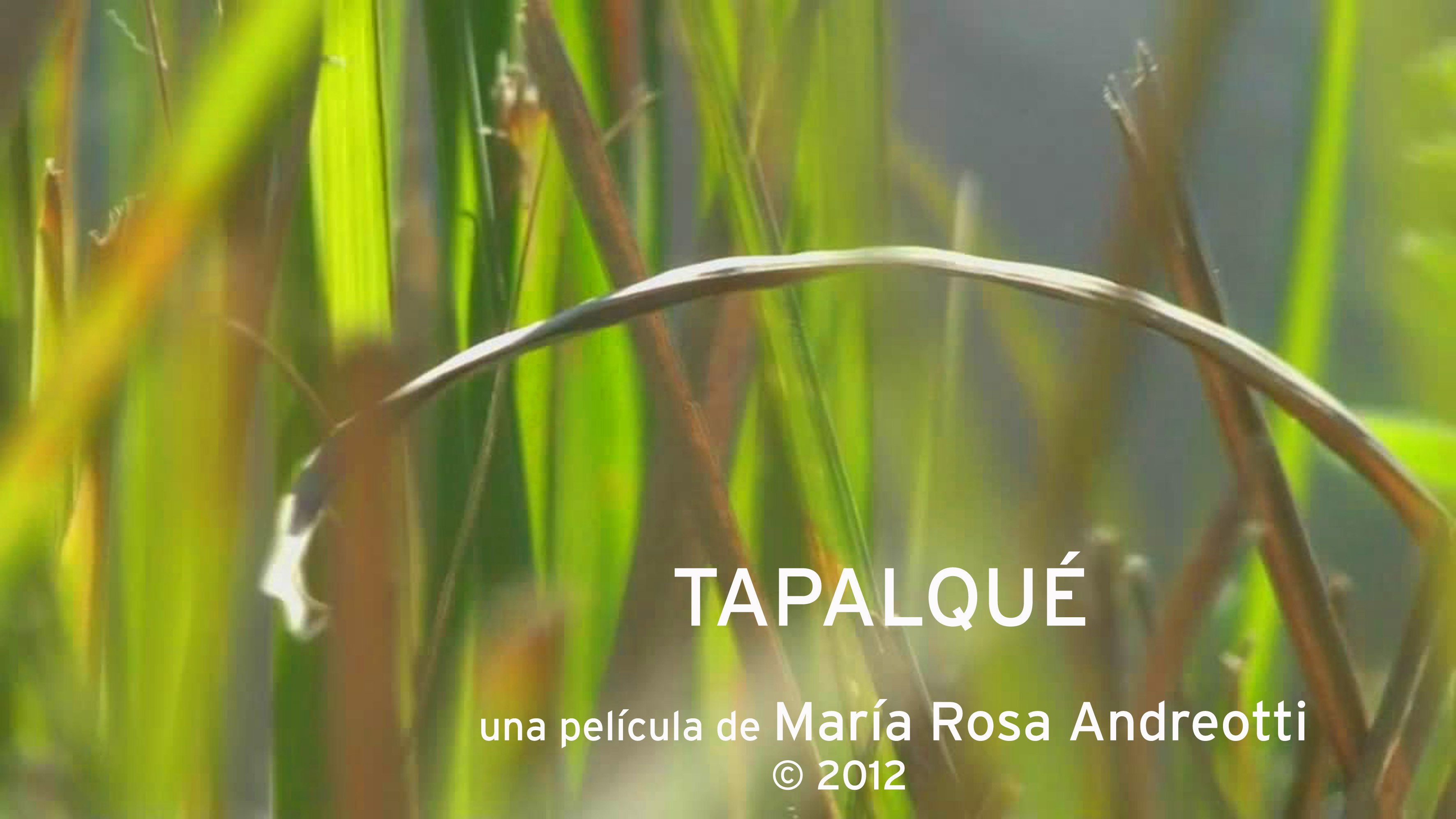 Tapalqué